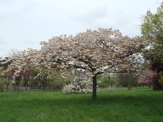Prunus serrulata 'Albo Rosea' (2)